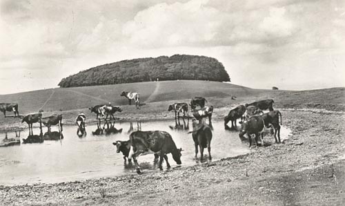 Chanctonbury Ring circa 1930 with full dense tree canopy